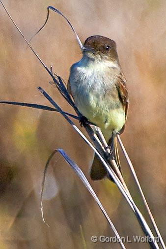 Eastern Phoebe_40665.jpg - Eastern Phoebe (Sayornis phoebe) Photographed along the Gulf coast near Rockport, Texas, USA.